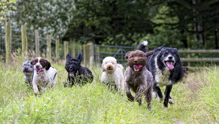 glücklich lächelnde Hunde ... viele von ihnen!