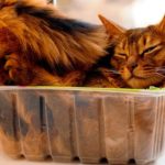 Somali cat lie inside transperent plastic box