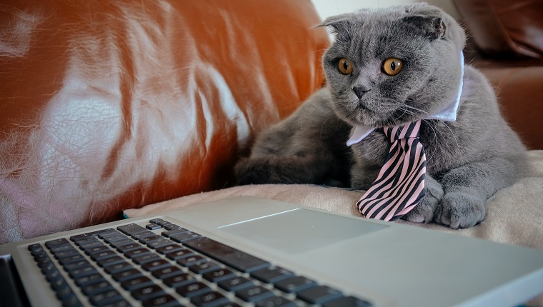 Graue schottische Faltkatze mit einer Krawatte, die einen Laptop-Bildschirm betrachtet