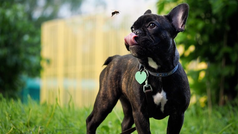 Lustiger Hund fängt Hummelsprache. Hund schwarze französische Bulldogge. Hummel fliegt. Sommer, Stadt, grünes Gras. Hundehalsband, Leine. Sprache rosa
