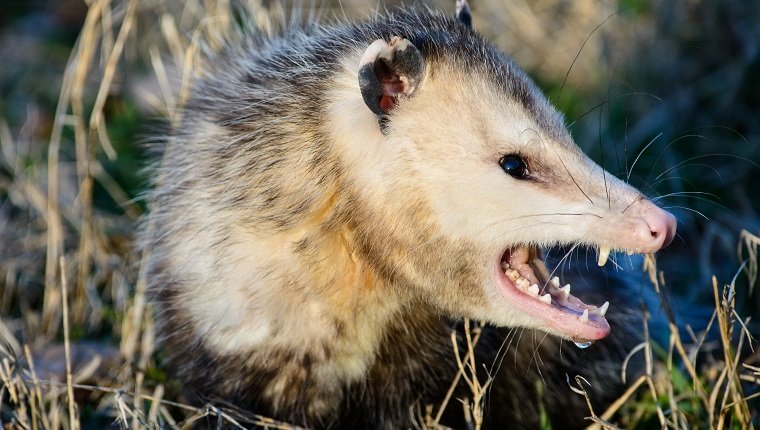 Ein Opossum, allgemein Opossum genannt, zeigt ein heftiges Knurren.