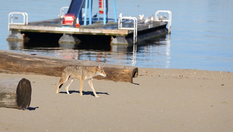 Ein Kojote durchstreift einen Strand in der Innenstadt von Vancouver. Britisch-Kolumbien, Kanada.