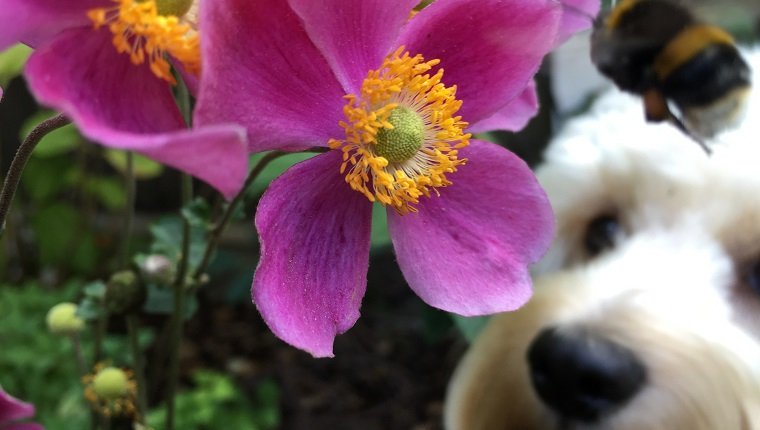 Nahaufnahme von Hummel und Hund durch rosa Blume, die draußen blüht