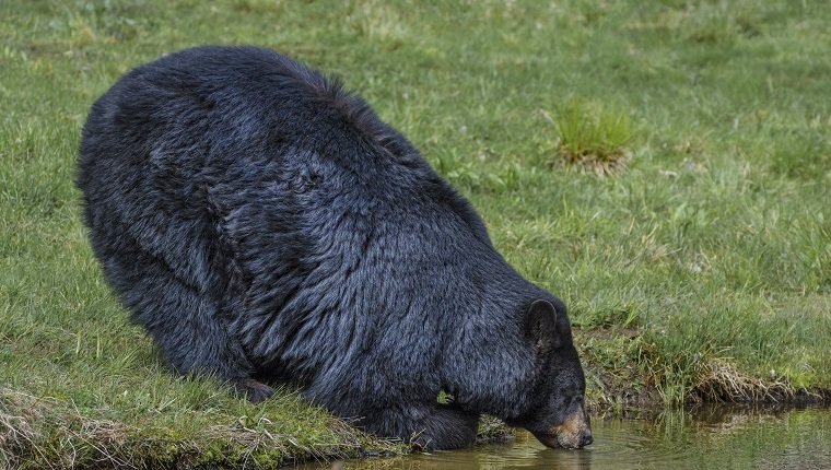 Ein großer erwachsener Schwarzbär stützt sich auf seinen Unterarm und trinkt für einen Teich.