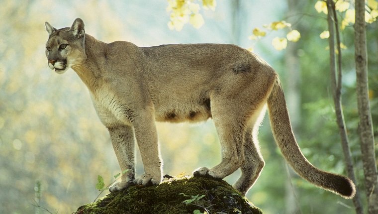 Erwachsener weiblicher Puma (Puma concolor), Alberta, Kanada.