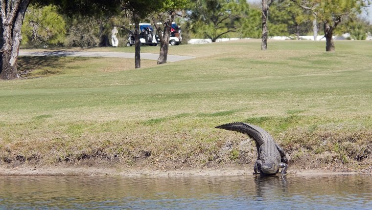 Alligator auf einem Golfplatz. Flacher DOF mit Schwerpunkt auf Alligator.