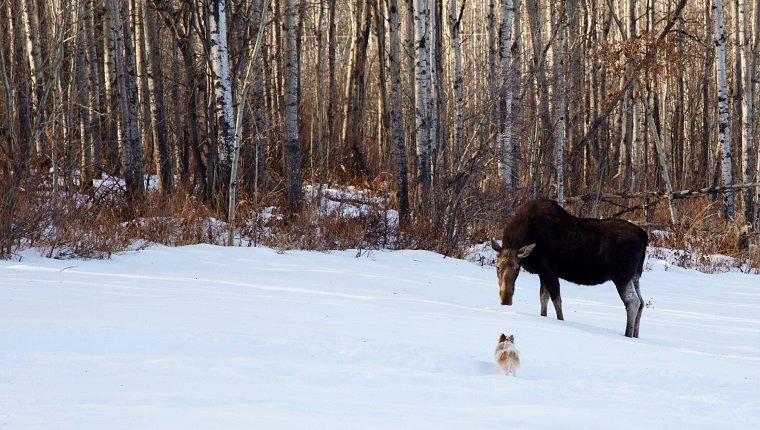 Hund und Elch auf schneebedecktem Feld