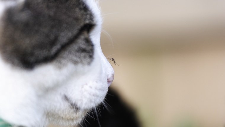 Mücke auf Katzen Nase