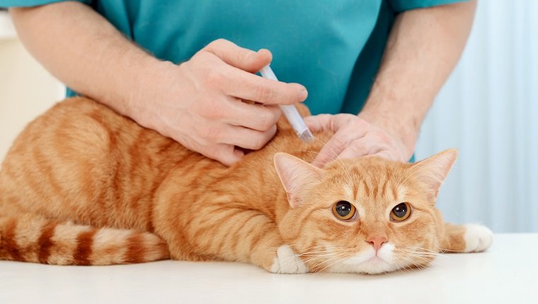 Doktor Tierarzt, der schöne erwachsene Katze untersucht
