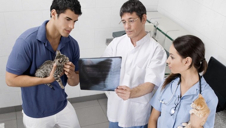 Tierarzt untersucht das Röntgenbild einer Katze