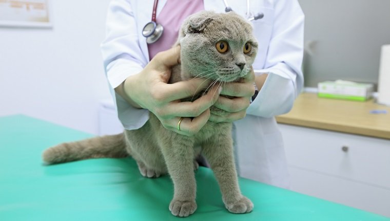 Tierärztliche Untersuchung einer Scottish Fold Cat