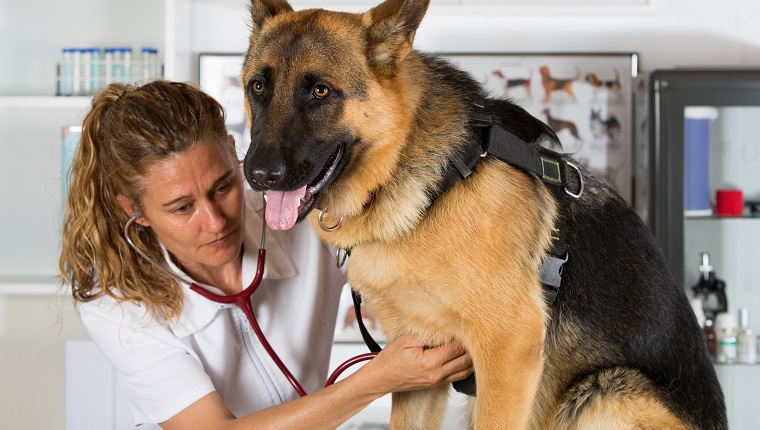 Tierarzt mit einem Deutschen Schäferhund, der eine Anerkennung in der Klinik durchführt