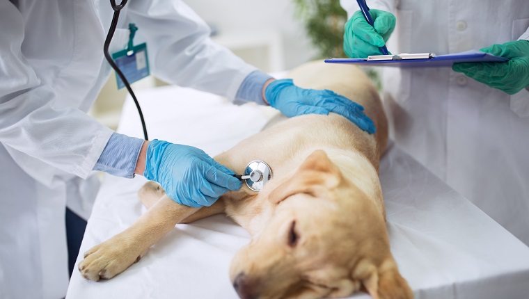 Tierarzt Hundegesundheit, Tierarzt Teamarbeit
