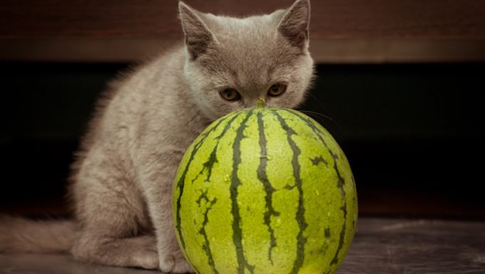 Kätzchen mit Wassermelone