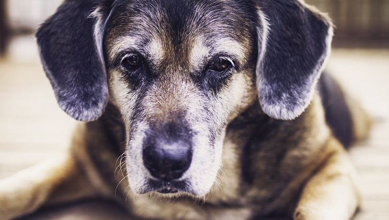 Glucosamin für Hunde Was ist das und was macht es? Haustiere Welt