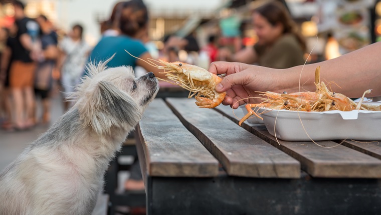 Hund so niedlich gemischte Rasse mit Shih-Tzu, Pommerschen und Pudel sitzen am Holztisch im Freien Restaurant warten darauf, eine Garnele gebratene Garnelen Gewürz Salzfutter von Menschen zu essen, ist ein Tierhalter