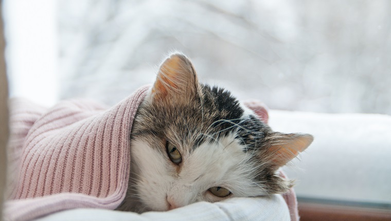 Pankreatitis bei Katzen Symptome, Ursachen und Behandlungen
