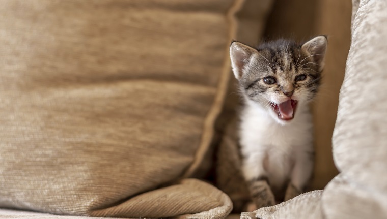 Verspieltes Kätzchen, das auf dem Sofa spielt, sich zwischen Kissen versteckt und miaut