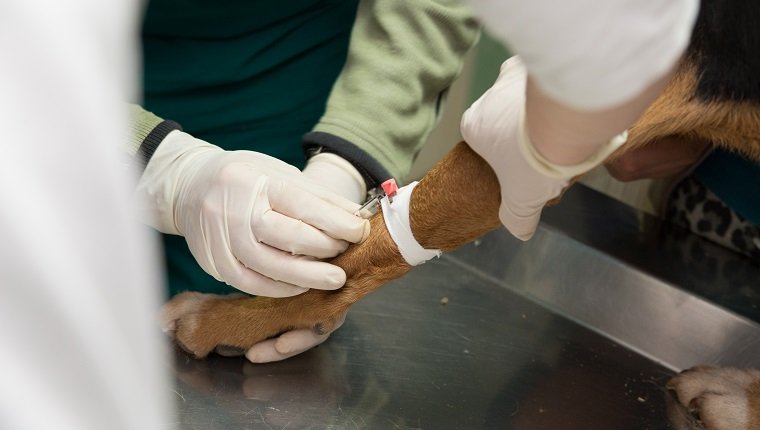 Tierarzt, der einen Hund aus einem Tierheim untersucht. Bluttest