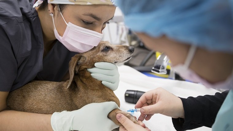 Tierärzte, die kleinen Hund in der Klinik injizieren