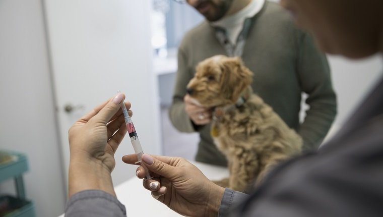 Tierarzt, der die Injektion für den Untersuchungsraum der Hundeklinik vorbereitet
