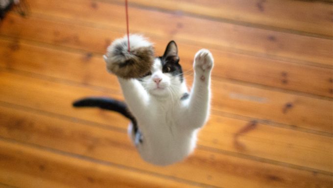 Katze springt für Spielzeug
