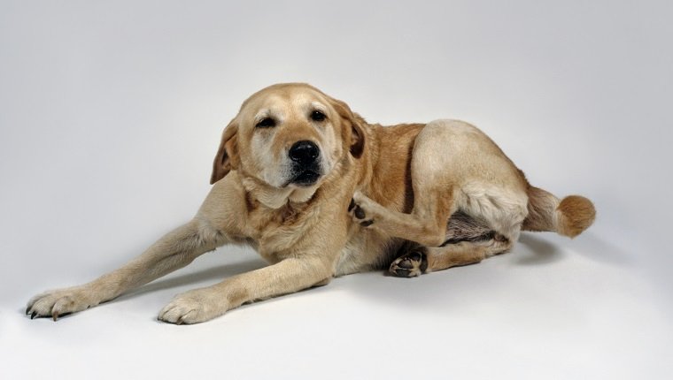 Gelber Labrador Retriever, der sich hinlegt und das Hinterbein kratzt