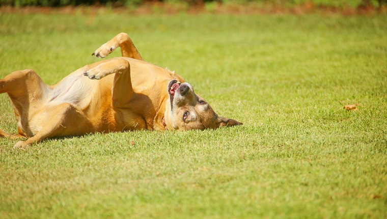 Mischlingshund kratzt sie an einem sonnigen Tag im Gras zurück.