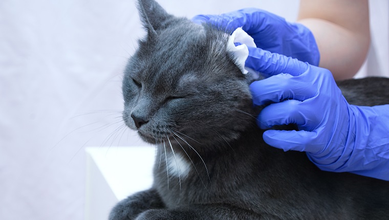 Ein Tierarzt in Handschuhen putzt die Ohren einer grauen Katze. Nahansicht.