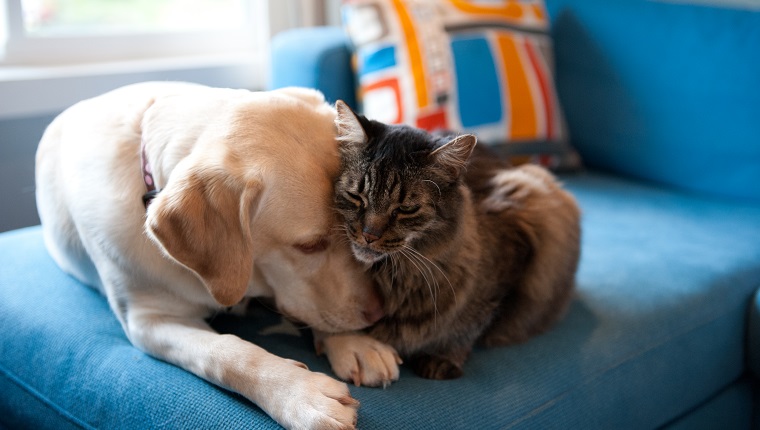 Yellow Labrador Retriever und Maine Coon Cat kuscheln zusammen auf einer blauen Couch.