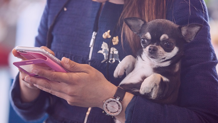 Chiwawa Hund über Frauenarme, während sie ihr Handy sieht