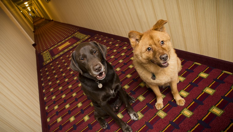 Hunde im haustierfreundlichen Hotelkorridor