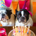 couple of French bulldogs on birthday party.