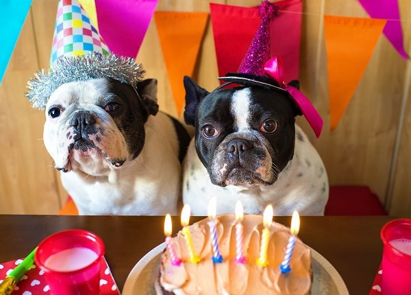 couple of French bulldogs on birthday party.