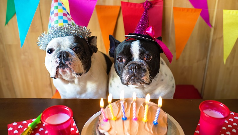 Paar französische Bulldoggen auf Geburtstagsfeier.