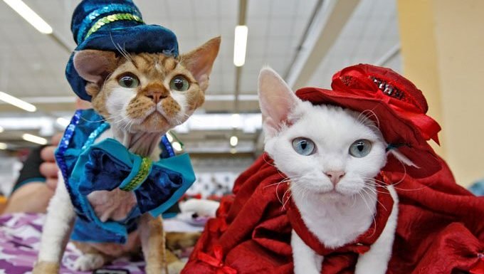 Katzen in Kostümen