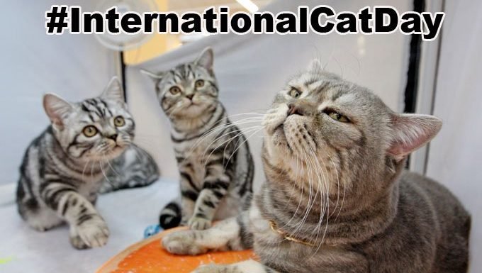 Katzen am internationalen Katzentag