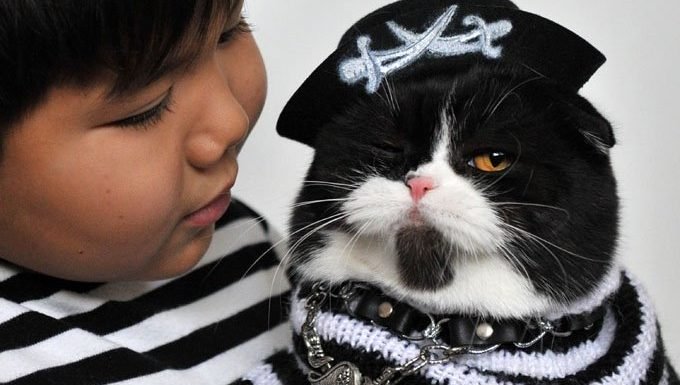 Katze im Piratenoutfit