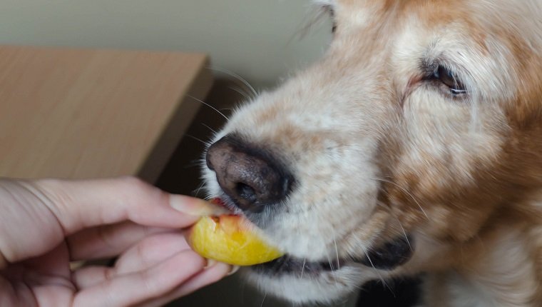 Nahaufnahme der Hand einer Frau, die einem Hund einen Pfirsich füttert