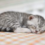 Lovely kitten with gray-white hair sleeping on sofa