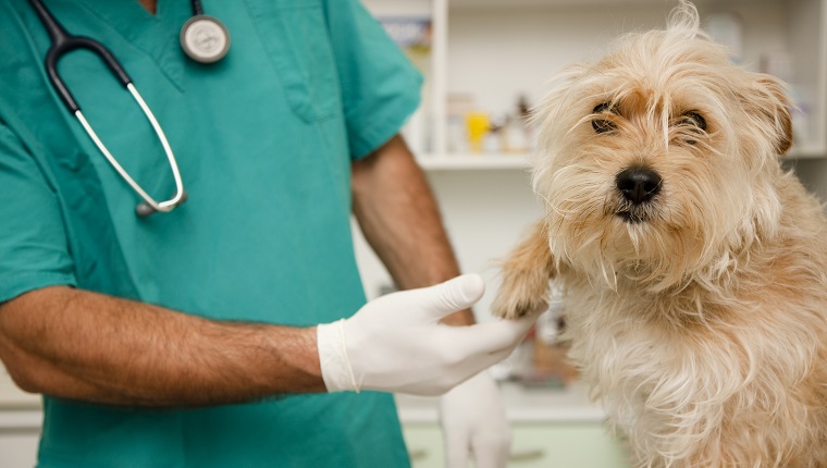 Nahaufnahme des Tierarztes, der Hundepfote inspiziert