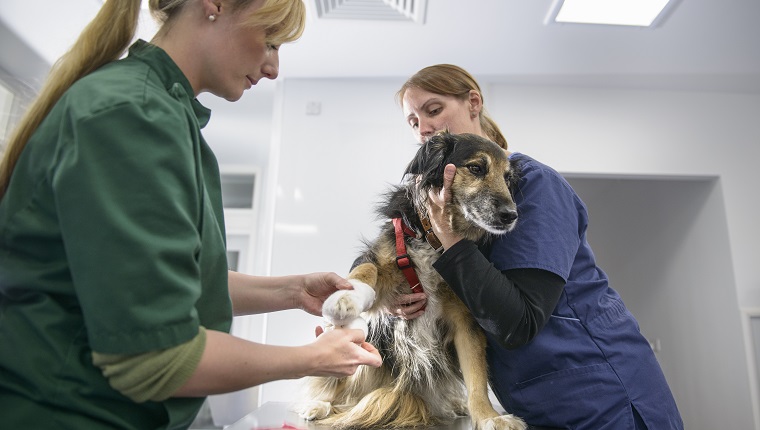 Tierärzte verbinden die Pfote des Hundes auf dem Tisch in der Tierarztpraxis