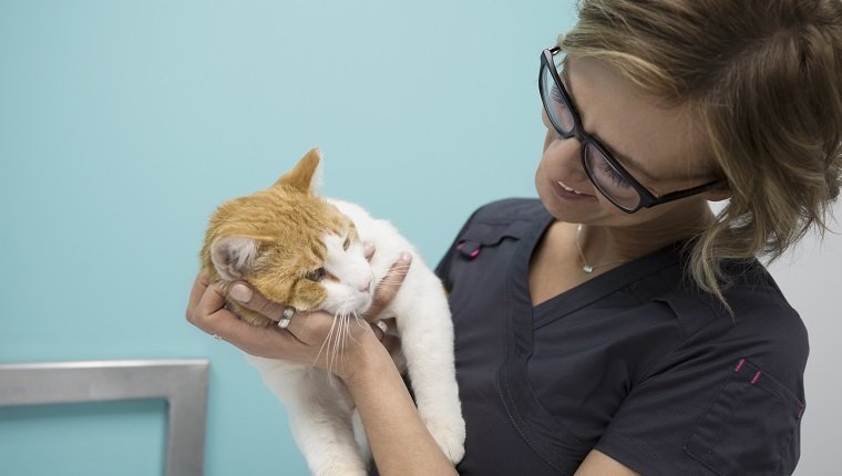 Tierarzt, der Katze hält und anlächelt
