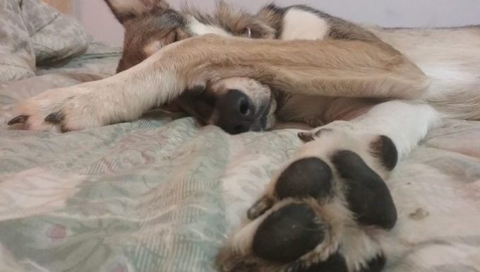 Hund auf dem Bett streckt die Pfote aus