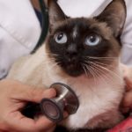 Veterinarian Examines a Siamese Cat Close Up