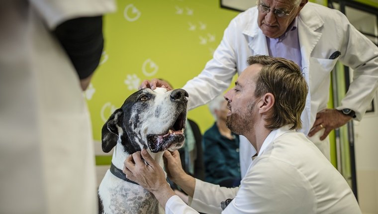Tierarzt untersucht Deutsche Dogge