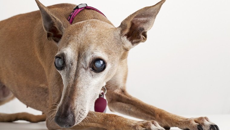 Porträt des alten blinden Hundes, italienischer Windhund, liegend, Fokus auf Augen mit Katarakt