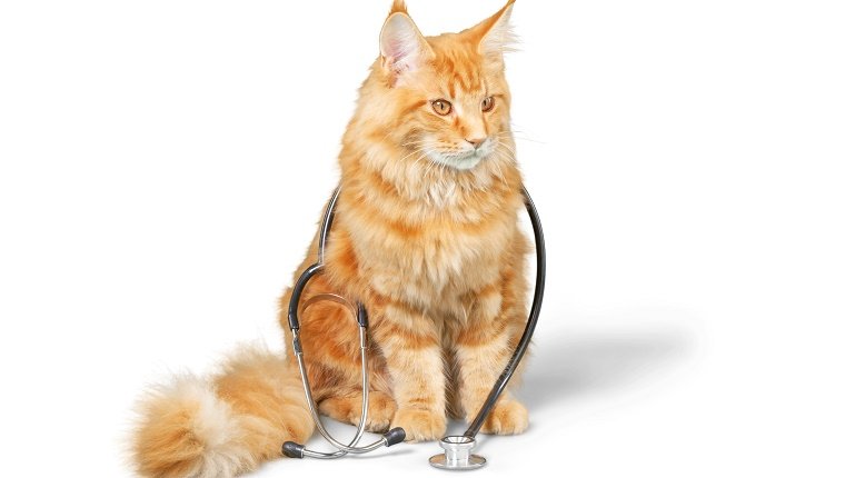 Katze mit Stethoskop