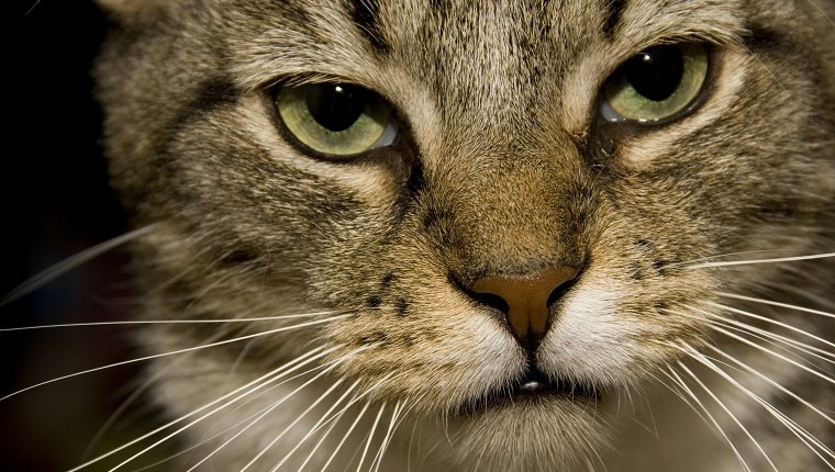 Nahaufnahme des Gesichts einer getigerten Katze; Die Katze hat einen ernsten, toten Blick