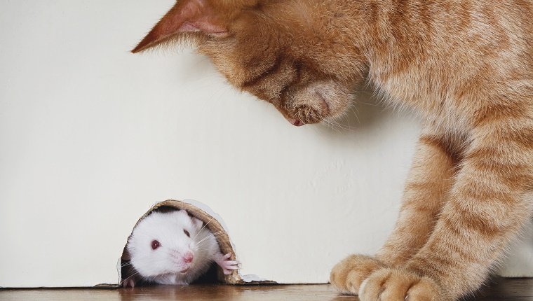 Katze, die über Maus steht, die aus Mausloch heraus späht